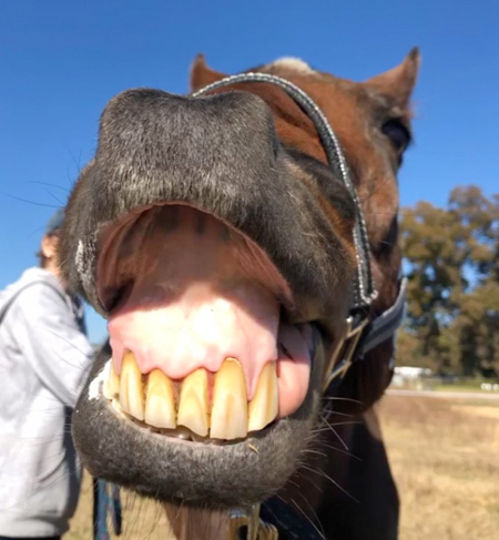 Smiling horse image