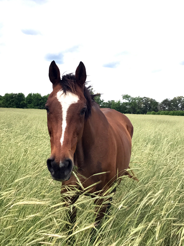 horses in a green pasture