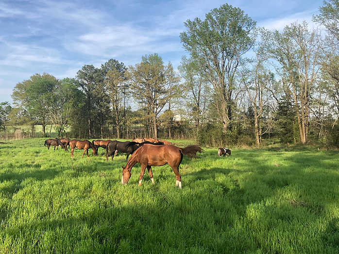 Horses grazing in tall grass